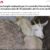 Libertad de culto, activismo animalista y regulación estatal de las religiones de matriz africana en Quilmes